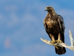 Golden Eagle