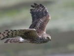Hen Harrier