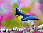 Taiwan yellow tit