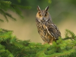 Long Eared Owl