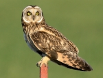Short Eared Owl