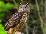 Eagle Owl