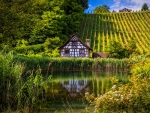 Swiss Cottage at the Vineyard