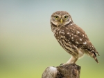 Little Owl