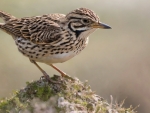 Skylark