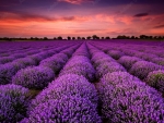 Stunning landscape with lavender field at sunset
