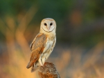 Barn Owl