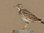Skylark