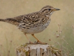 Skylark