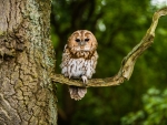 Tawny Owl