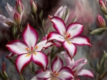 Impala lilies (Adenium Obesum)