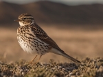 Skylark