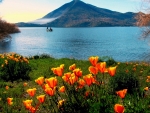 Spring wildflowers in Lake County California are in full bloom