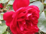 Beautiful red rose