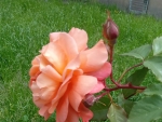 Multicolored rose