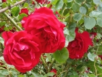 Red roses