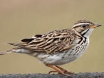 Skylark