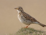 Skylark