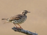 Skylark