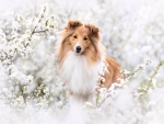 Sheltie