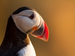 Puffin