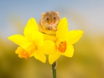 A mouse and daffodils