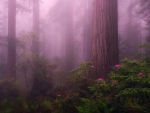California Redwoods