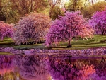 Spring Blossoms At The Lake