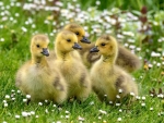 Sweet little Goslings