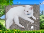 Beautiful white cat