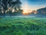 English Meadow In May, Bedfordshire