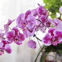 Orchids