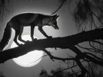 Moonlight fox