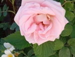 Beautiful pink rose