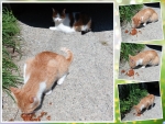 Collage of cats