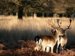 Richmond Park, London, UK