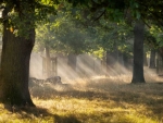 Morning mist and lines of light at Richmond Park