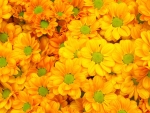Chrysanthemums