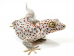 Tokay Gecko