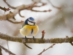 Blue Tit