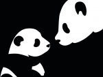 Panda bears