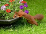 A rare sight .......Red Squirrel