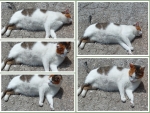 Collage of cute cat