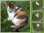 Collage of cute cat