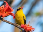 Black-Naped Oriole