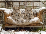 Snow leopards