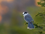 Canada jay