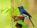 Black Naped Monarch
