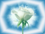 White rose