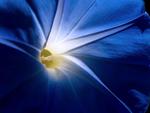 Morning Glory